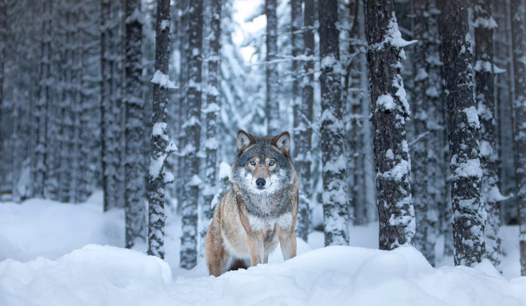 Hello, Grandma! – Limited Edition Print