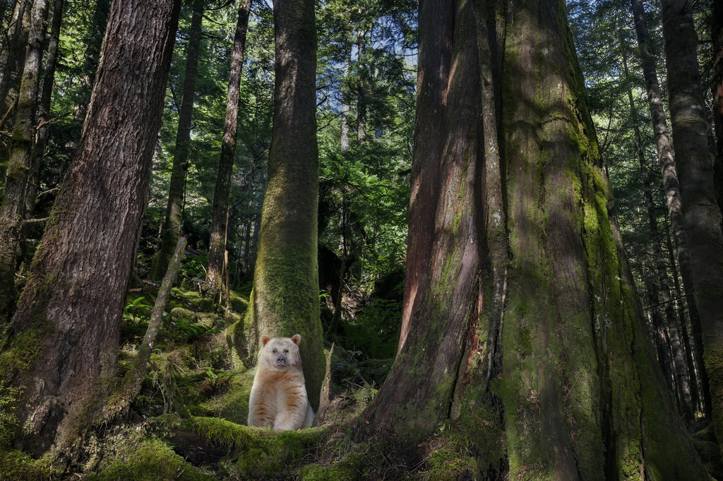 Ghost Bear, Great Bear Rainforest, Canada, 2011 – Limited Edition Print by Paul Nicklen – Limited Edition Print.