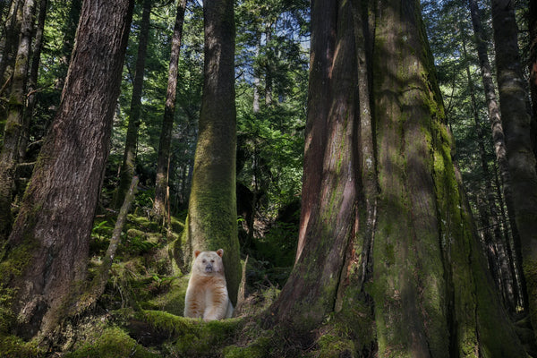 Ghost Bear, Great Bear Rainforest, Canada, 2011 – Limited Edition Print