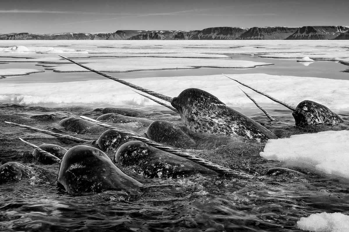  by Iconic Images – Limited Edition Print.