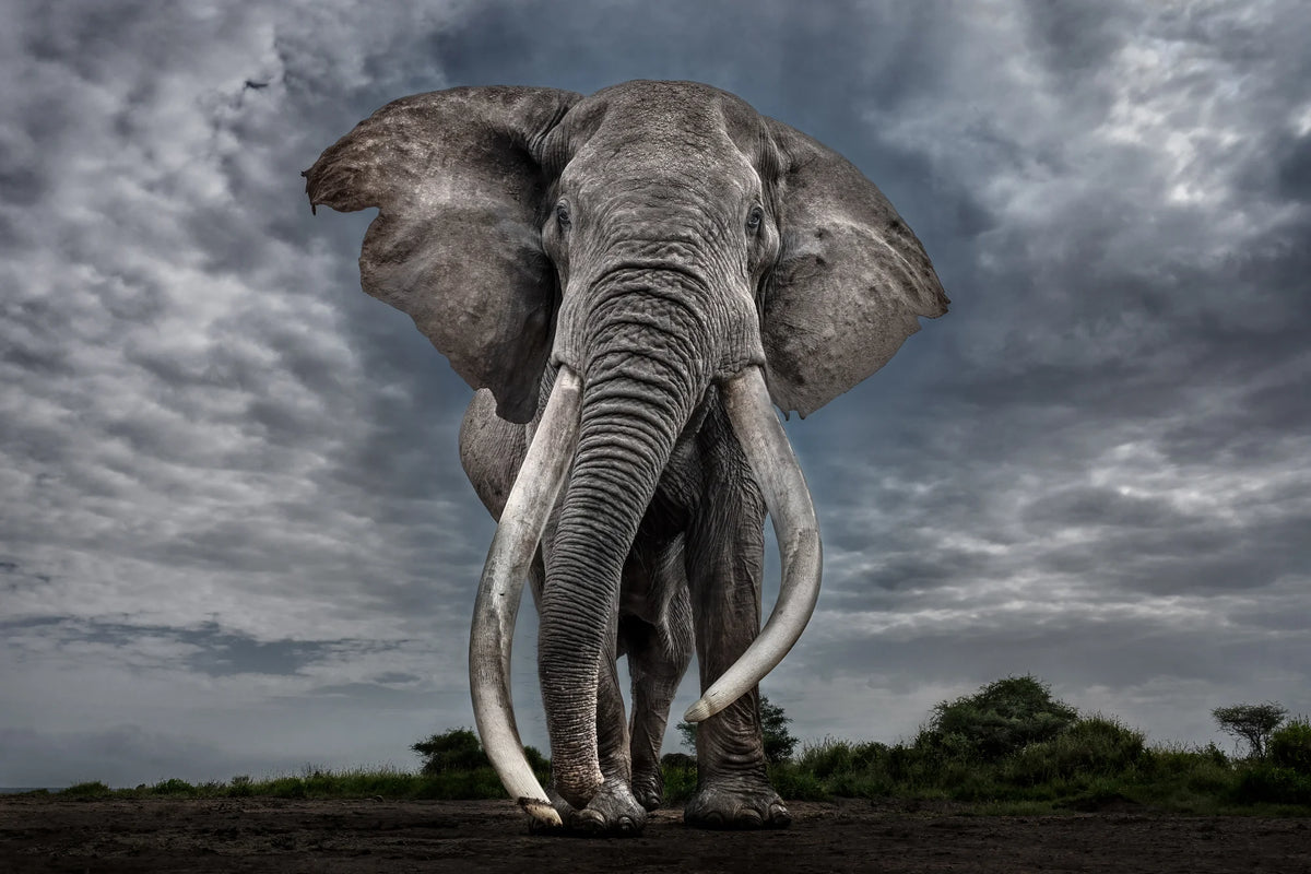 by Iconic Images – Limited Edition Print.