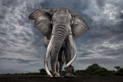 Legend, Kenya, 2025 – Limited Edition Print by Paul Nicklen – Limited Edition Print.