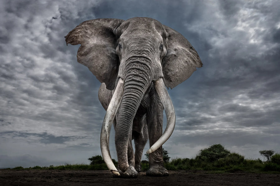 <p>Reverence: The Photography of Paul Nicklen</p>