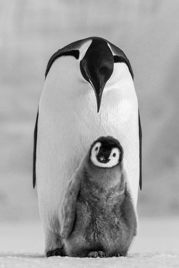 Commitment, Ross Sea, Antarctica, 2011 – Limited Edition Print
