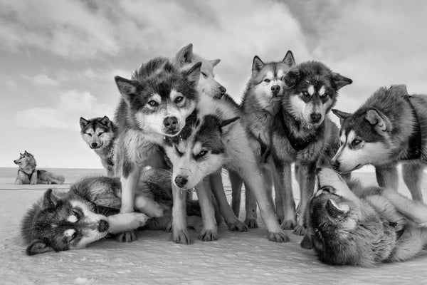 Husky Huddle, Qaanaaq, Greenland, 2015 – Limited Edition Print