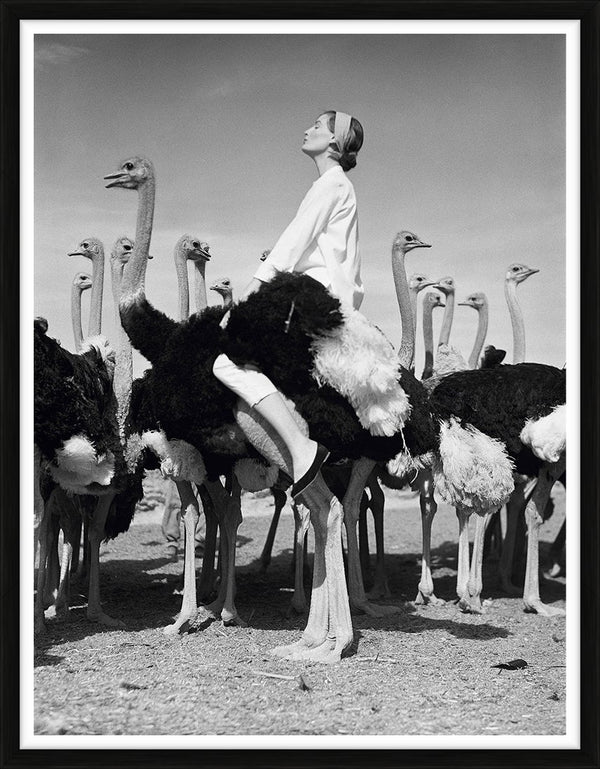 Wenda Parkinson on an ostrich, 1951 — Limited Edition Print, framed - Norman Parkinson