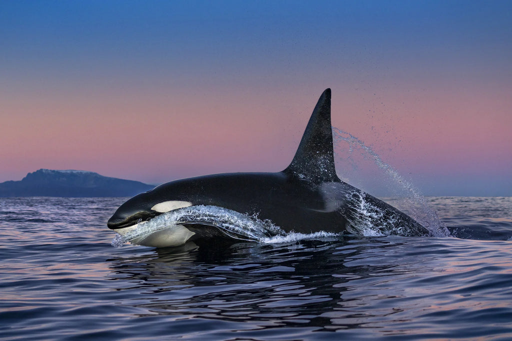 Dawn Patrol, Northern Fjords, Norway, 2018 – Limited Edition Print by Paul Nicklen – Limited Edition Print.