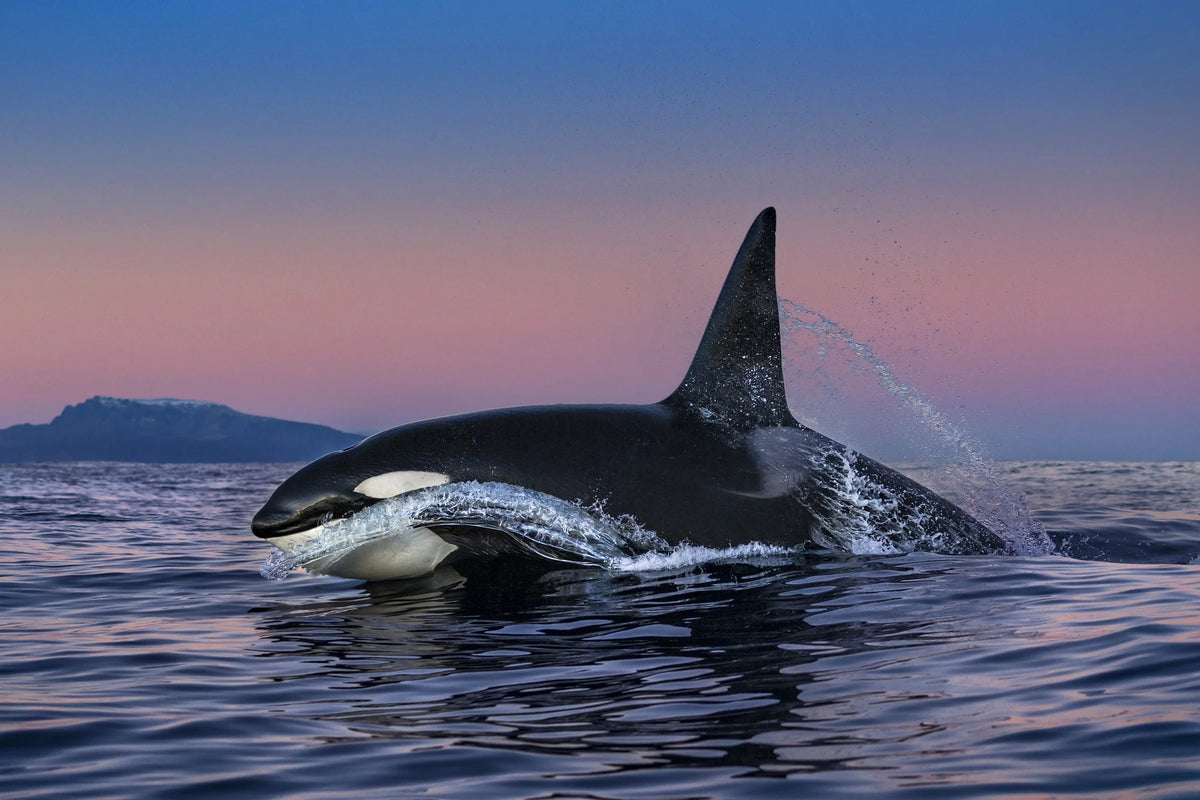  by Iconic Images – Limited Edition Print.