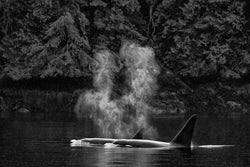 Orca Mist, British Columbia, Canada, 2018 – Limited Edition Print by Paul Nicklen – Limited Edition Print.