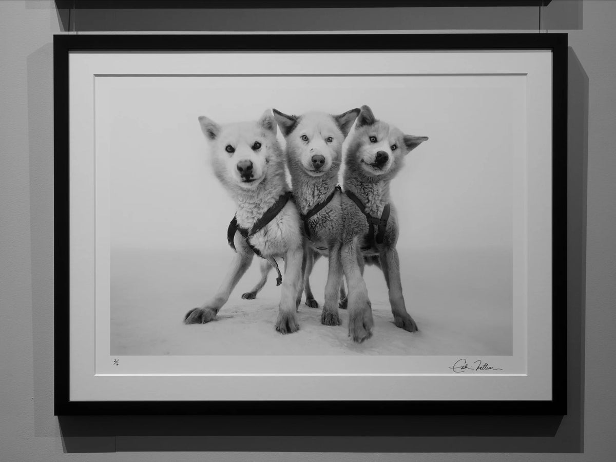 Cerberus - Qaanaaq, Greenland, 2015 by Cristina Mittermeier – Limited Edition Print.