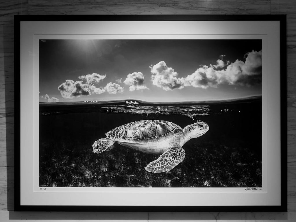 The Traveler – Bahamas, 2020