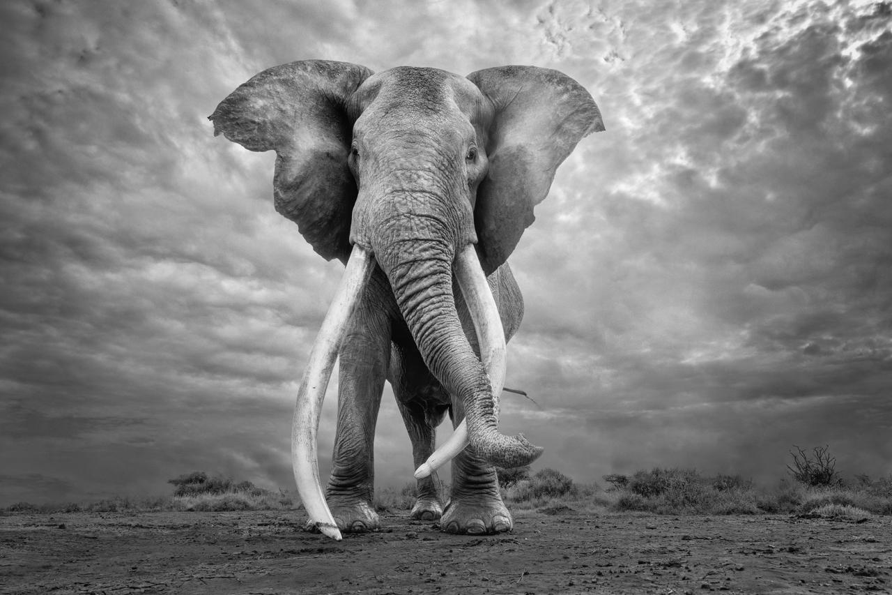 Memory and Thunder – Amboseli Ecosystem, Kenya, 2025