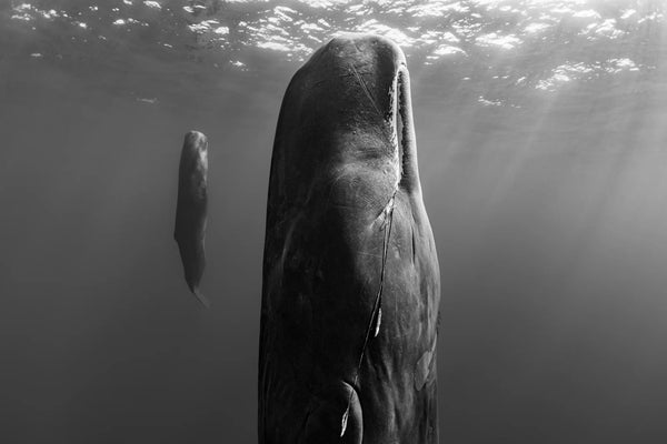 Suspended Grace, Dominica, 2019 – Limited Edition Print