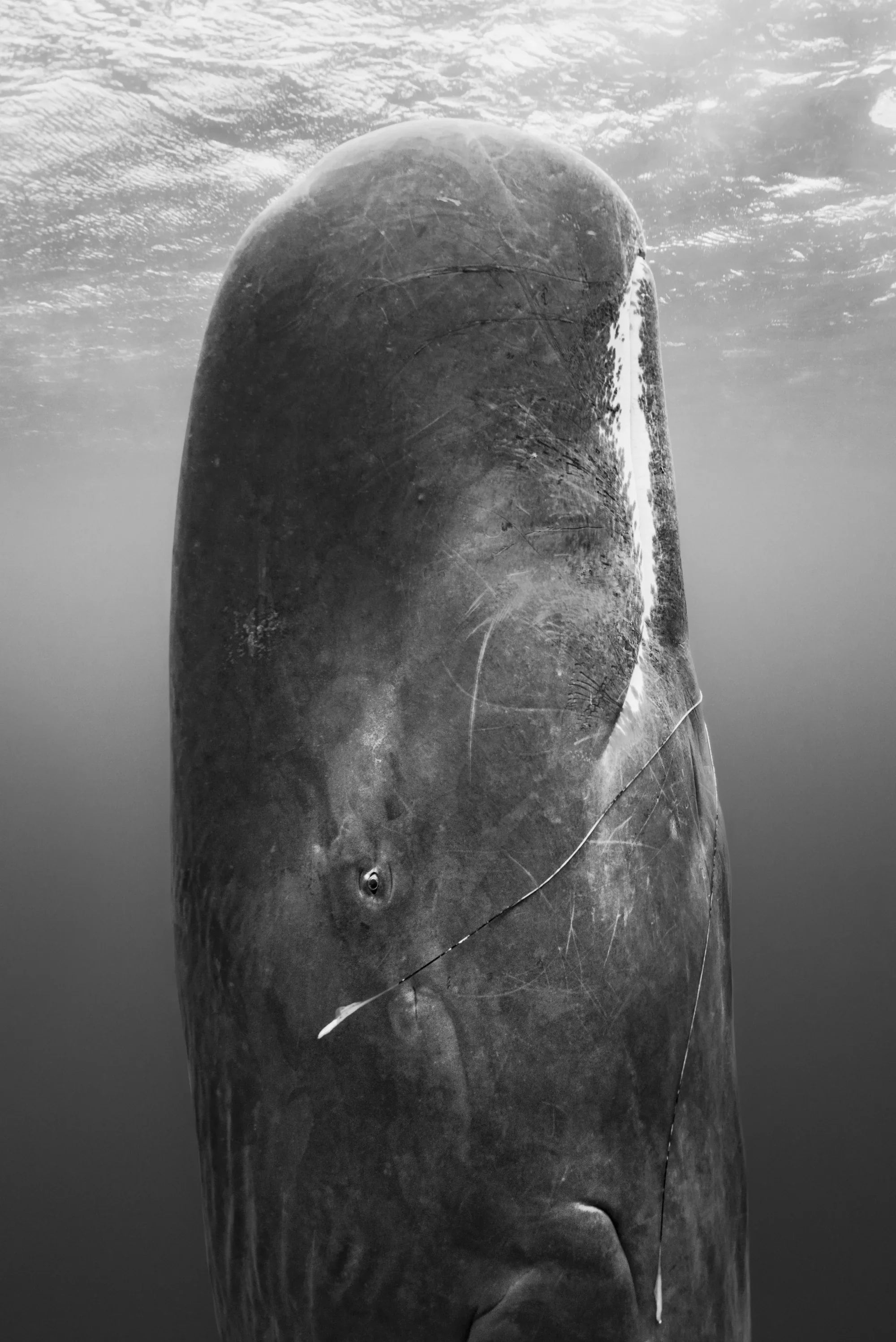 Feast from the Deep, Dominica, 2019 – Limited Edition Print