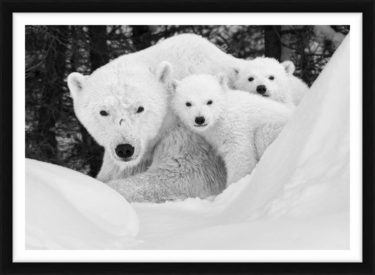  by Iconic Images – Limited Edition Print.