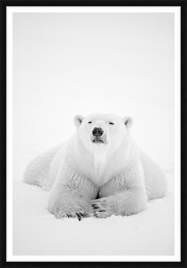 Arctic Nomad, Manitoba, Canada, 1996 — Limited Edition Print, framed - Paul Nicklen