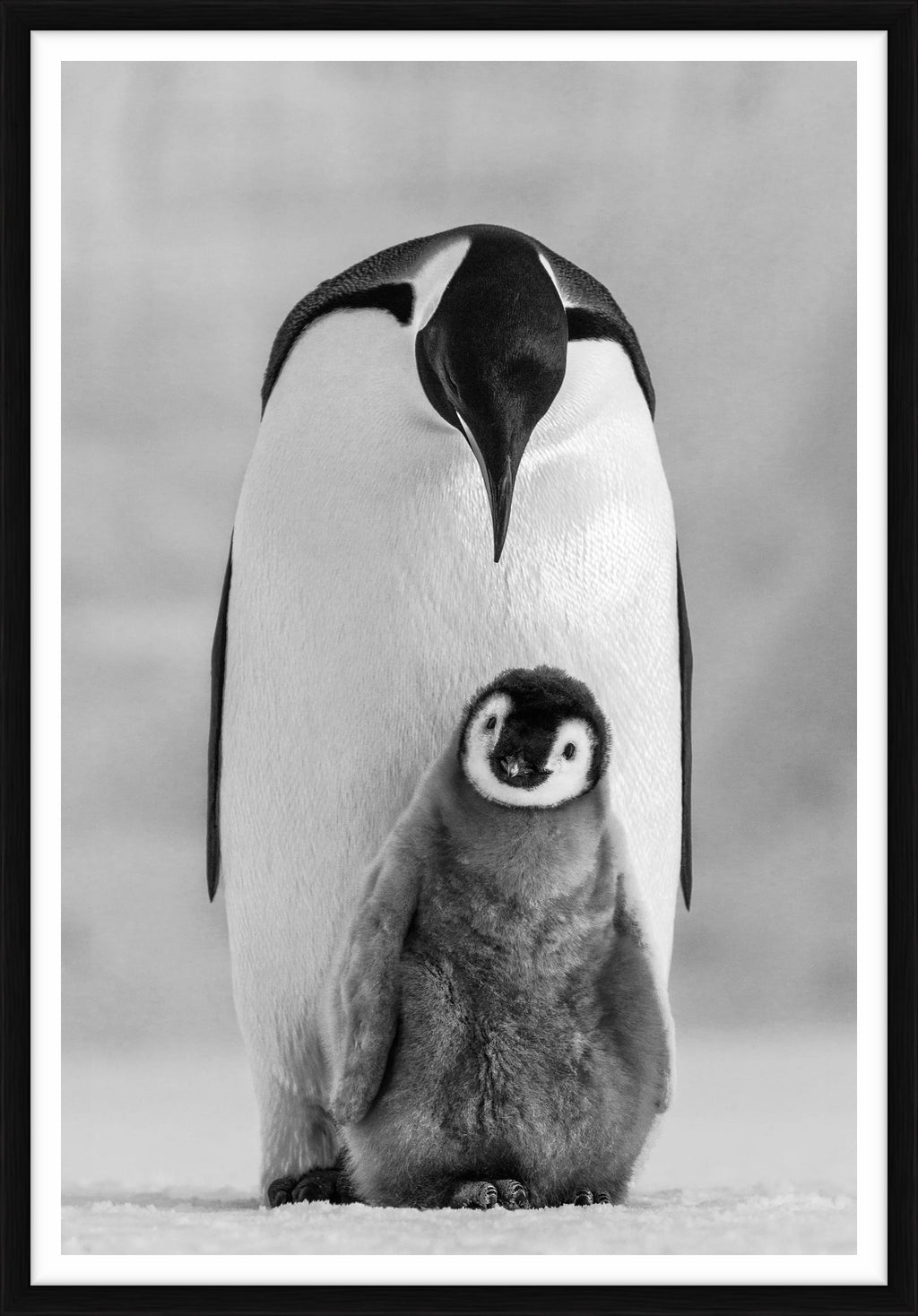 Commitment, Ross Sea, Antarctica, 2011 – Limited Edition Print by Paul Nicklen – Limited Edition Print.