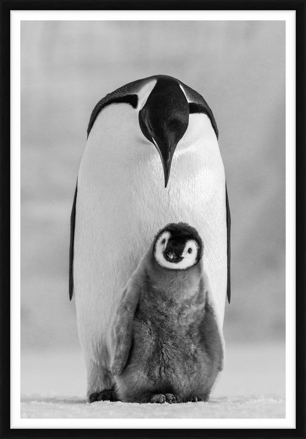 Commitment, Ross Sea, Antarctica, 2011 — Limited Edition Print, framed - Paul Nicklen