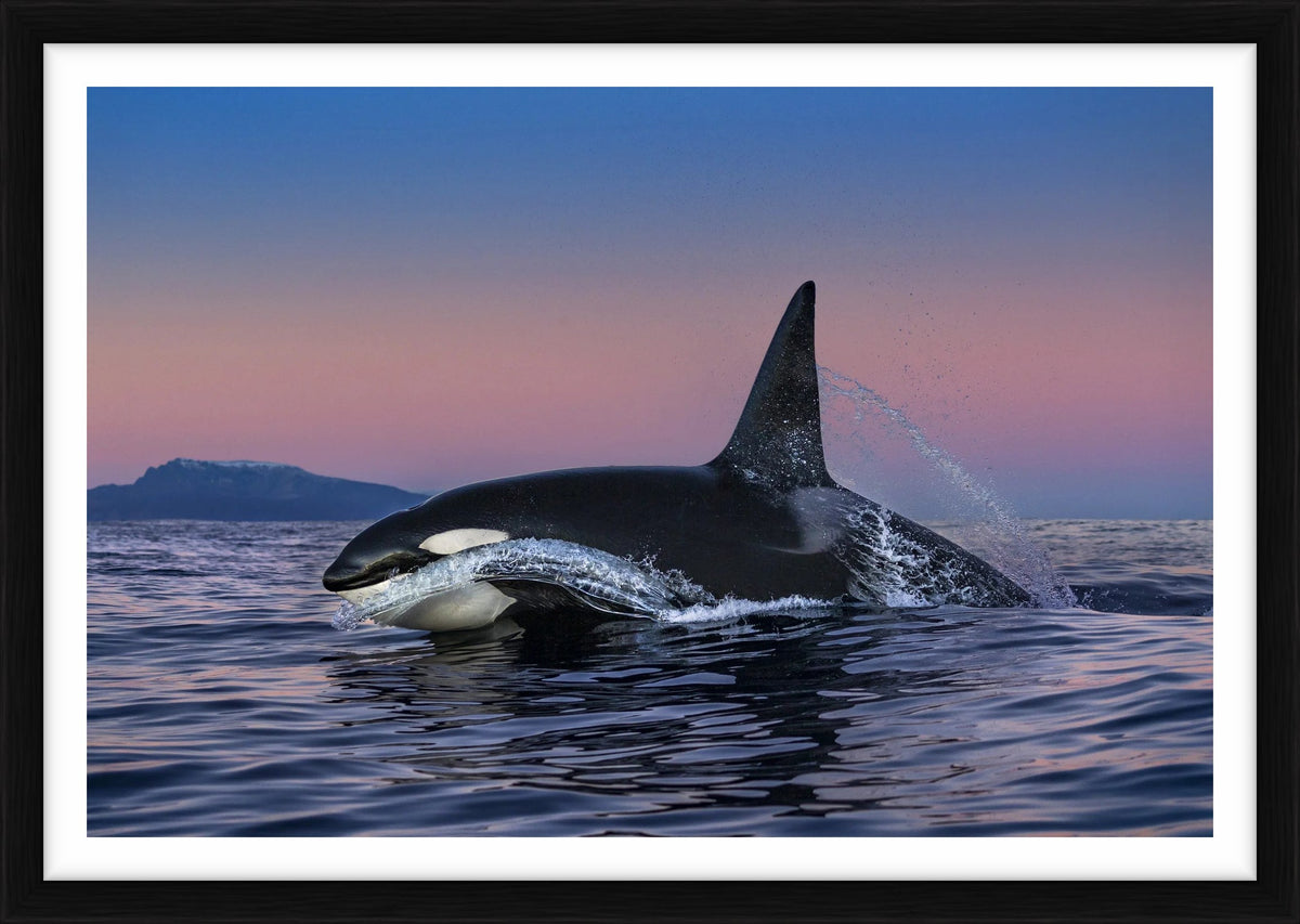  by Iconic Images – Limited Edition Print.