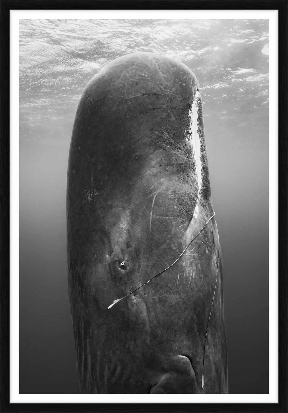  by Iconic Images – Limited Edition Print.