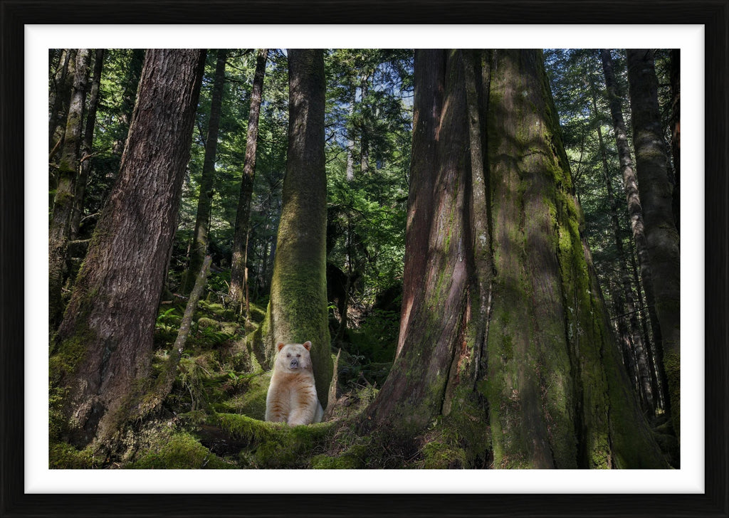 Ghost Bear, Great Bear Rainforest, Canada, 2011 – Limited Edition Print by Paul Nicklen – Limited Edition Print.
