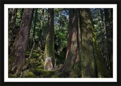 Ghost Bear, Great Bear Rainforest, Canada, 2011 – Limited Edition Print by Paul Nicklen – Limited Edition Print.