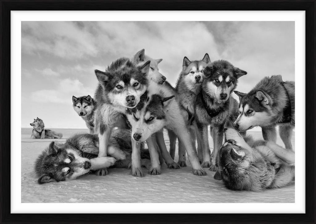 Husky Huddle, Qaanaaq, Greenland, 2015 – Limited Edition Print by Paul Nicklen – Limited Edition Print.