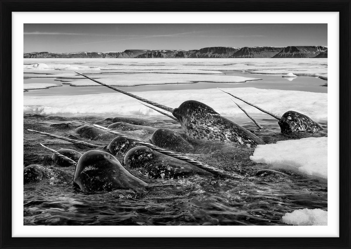 Ivory Brigade, Nunavut, Canada, 2006 by Paul Nicklen – Limited Edition Print.
