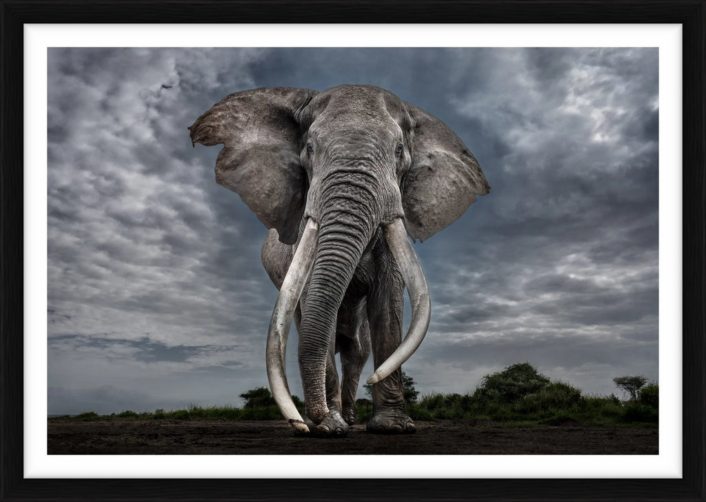 Legend, Kenya, 2025 – Limited Edition Print by Paul Nicklen – Limited Edition Print.