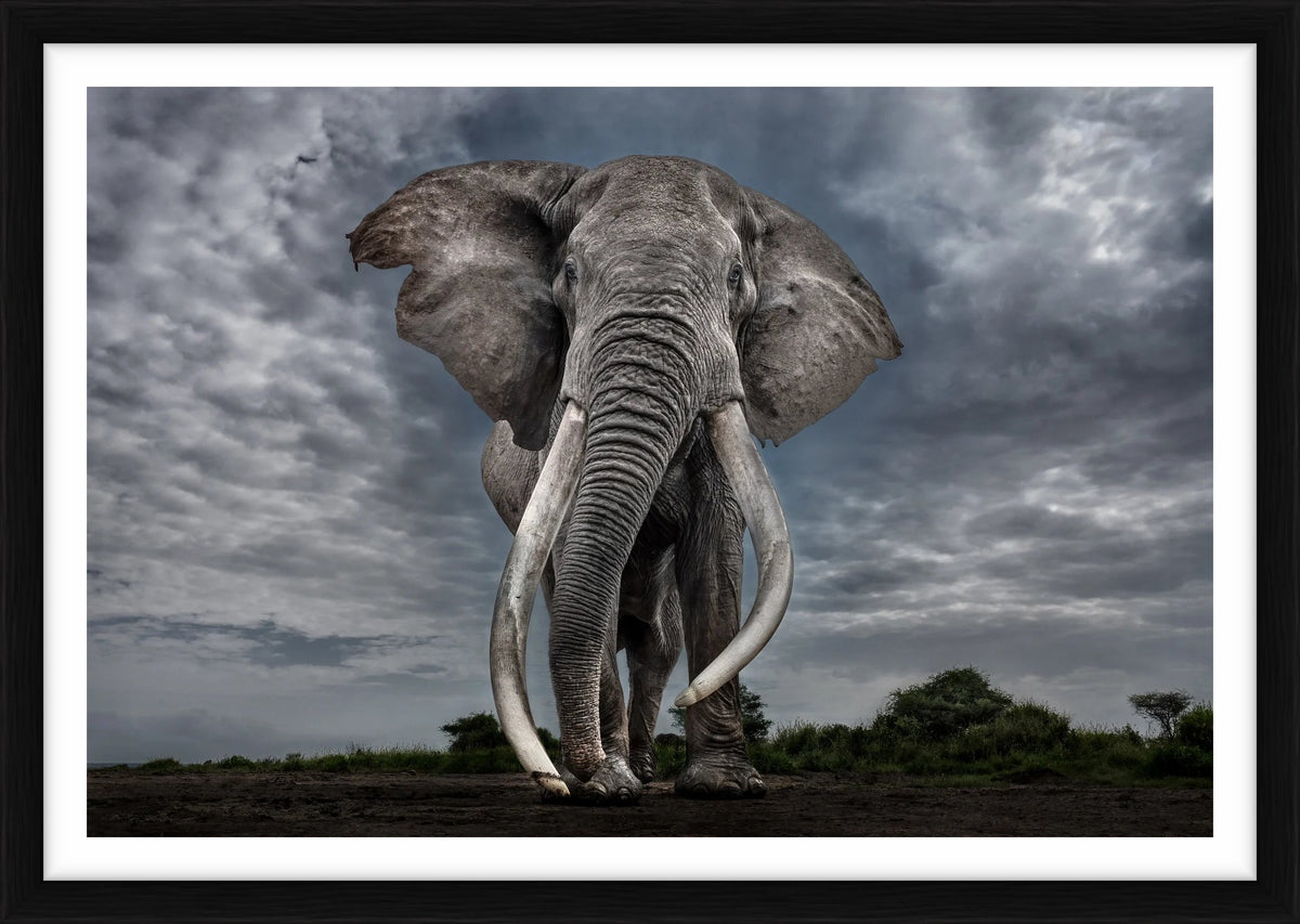  by Iconic Images – Limited Edition Print.