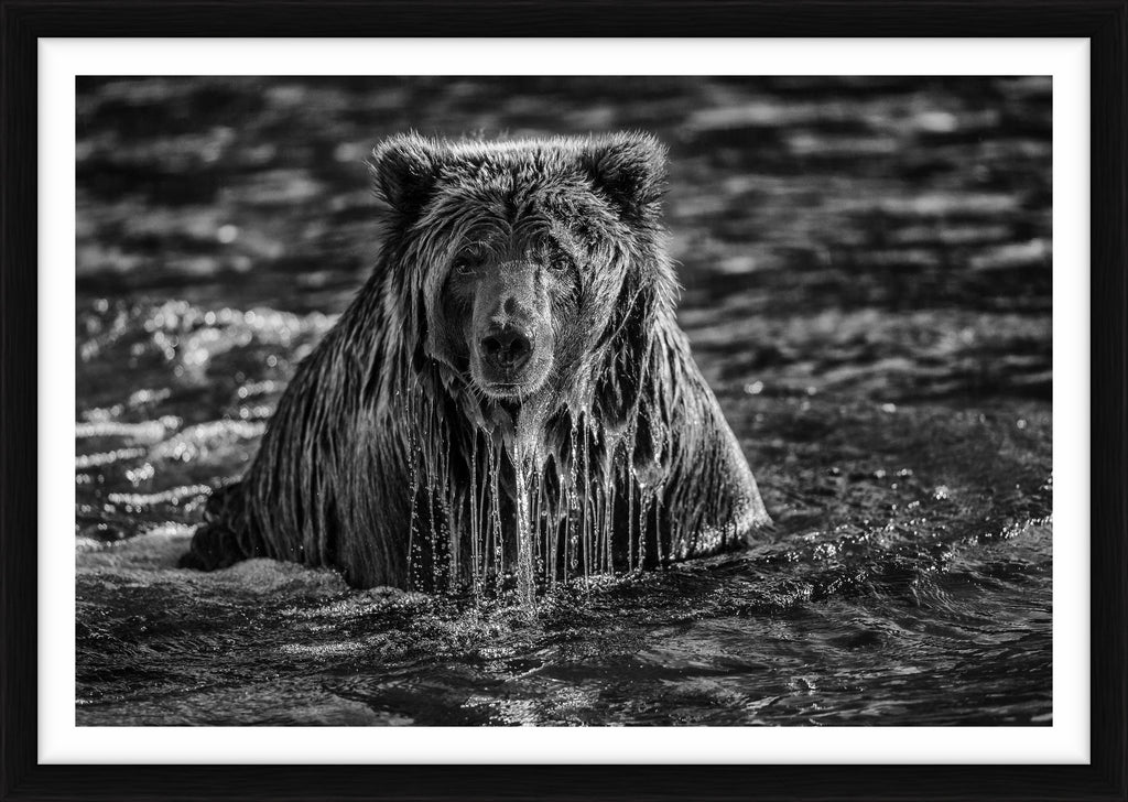 Majesty Surfacing, Yukon, Canada, 2012 – Limited Edition Print by Paul Nicklen – Limited Edition Print.