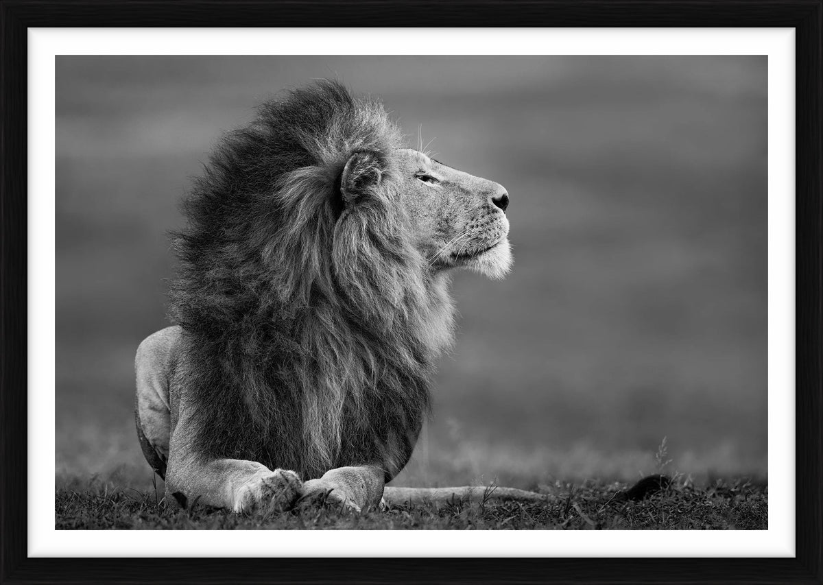 Master of the Mara, Kenya, Africa, 2017 by Paul Nicklen – Limited Edition Print.