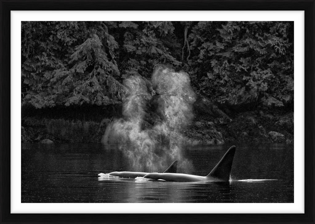 Orca Mist, British Columbia, Canada, 2018 – Limited Edition Print by Paul Nicklen – Limited Edition Print.