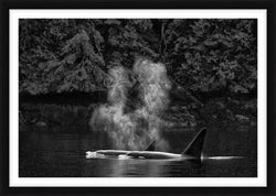 Orca Mist, British Columbia, Canada, 2018 – Limited Edition Print by Paul Nicklen – Limited Edition Print.