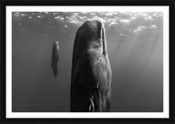 Suspended Grace, Dominica, 2019 – Limited Edition Print by Paul Nicklen – Limited Edition Print.