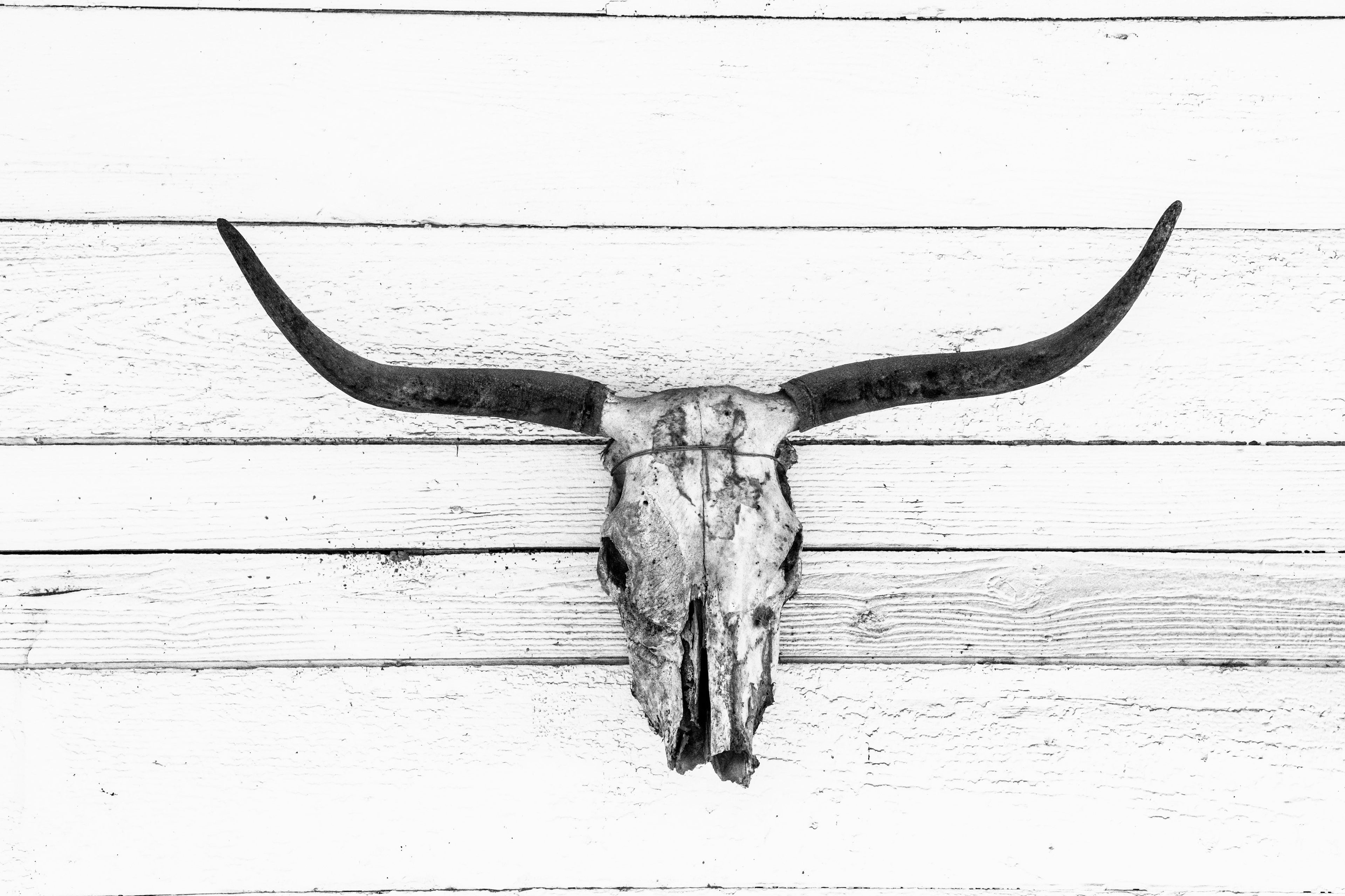 SKULL - Limited Edition Print