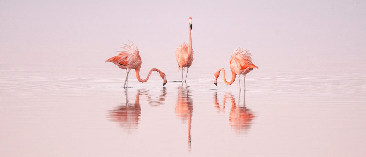  by Iconic Images – Limited Edition Print.