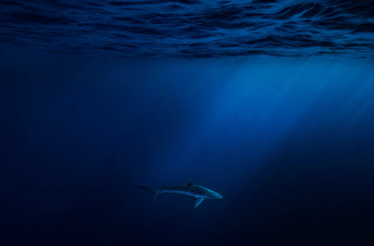  by Iconic Images – Limited Edition Print.
