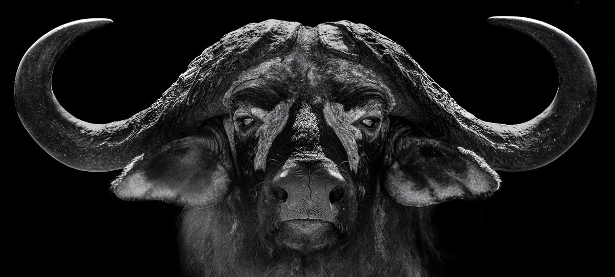 God of War by Chris Packham – Limited Edition Print.