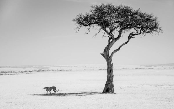 Pen and Ink – Limited Edition Print