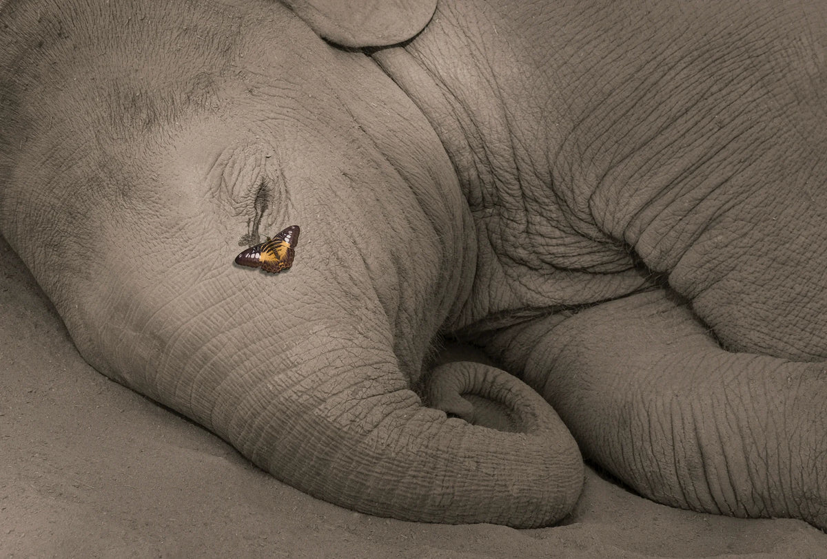 by Iconic Images – Limited Edition Print.
