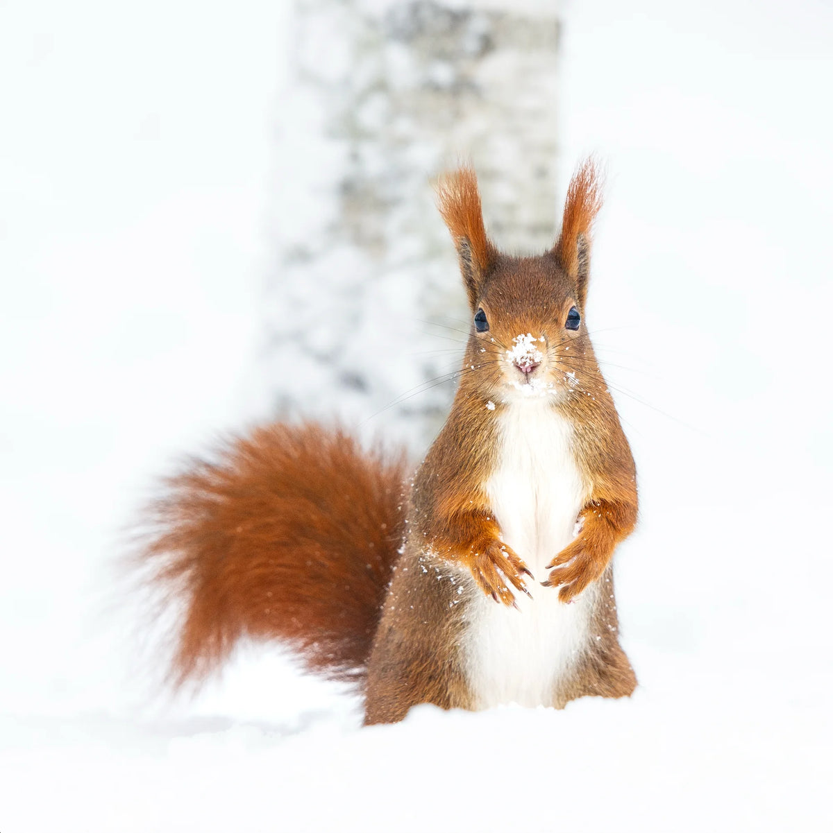 Frozen Nuts by Chris Packham – Limited Edition Print.