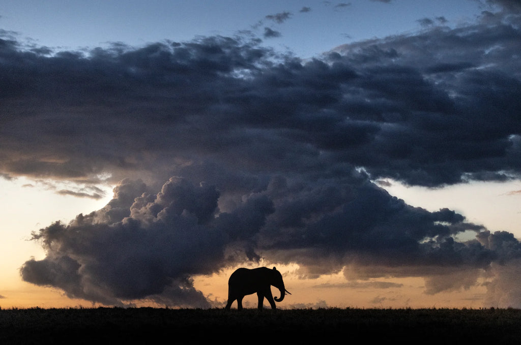 Stormchaser – Limited Edition Print by Chris Packham – Limited Edition Print.