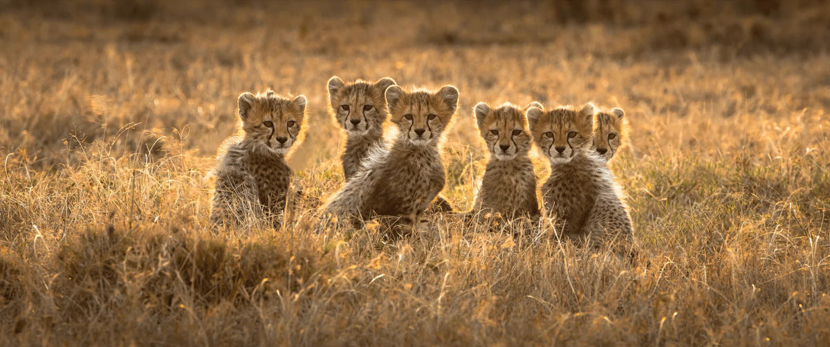 Sixes, Not Sevens by Chris Packham – Limited Edition Print.