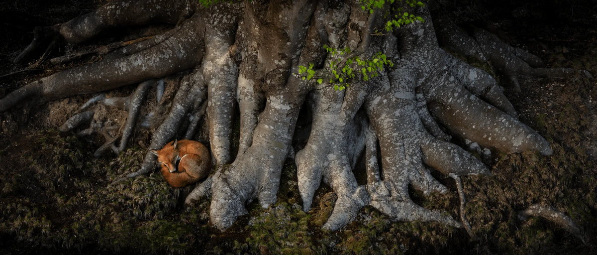 On the Earthy Bed Beneath the Beech by Chris Packham – Limited Edition Print.
