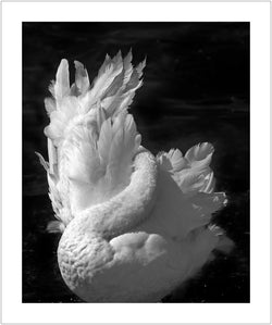 Swan, Full Moon in Paris, 2026 - Limited Edition Print by Tony McGee – Limited Edition Print.