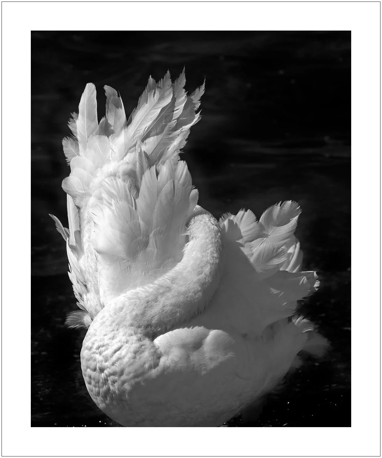 Swan, Full Moon in Paris, 2026 – Limited Edition Print