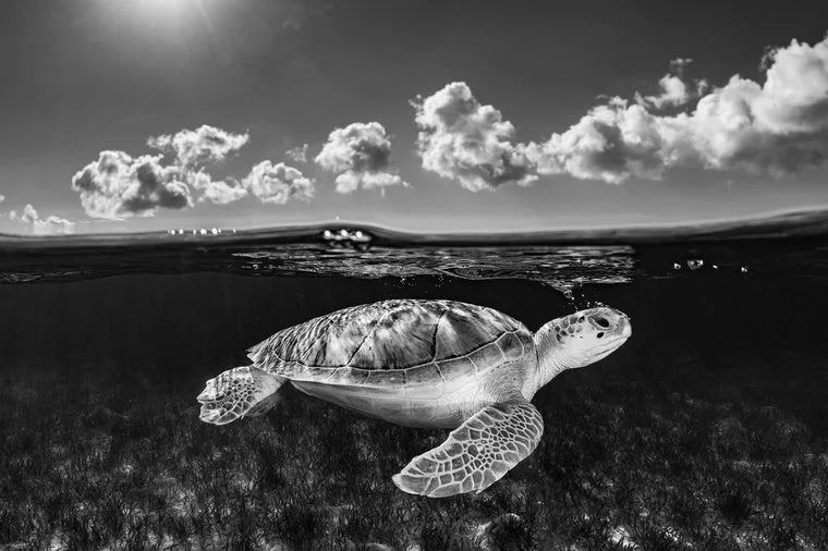  by Iconic Images – Limited Edition Print.