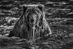 Majesty Surfacing, Yukon, Canada, 2012 – Limited Edition Print by Paul Nicklen – Limited Edition Print.