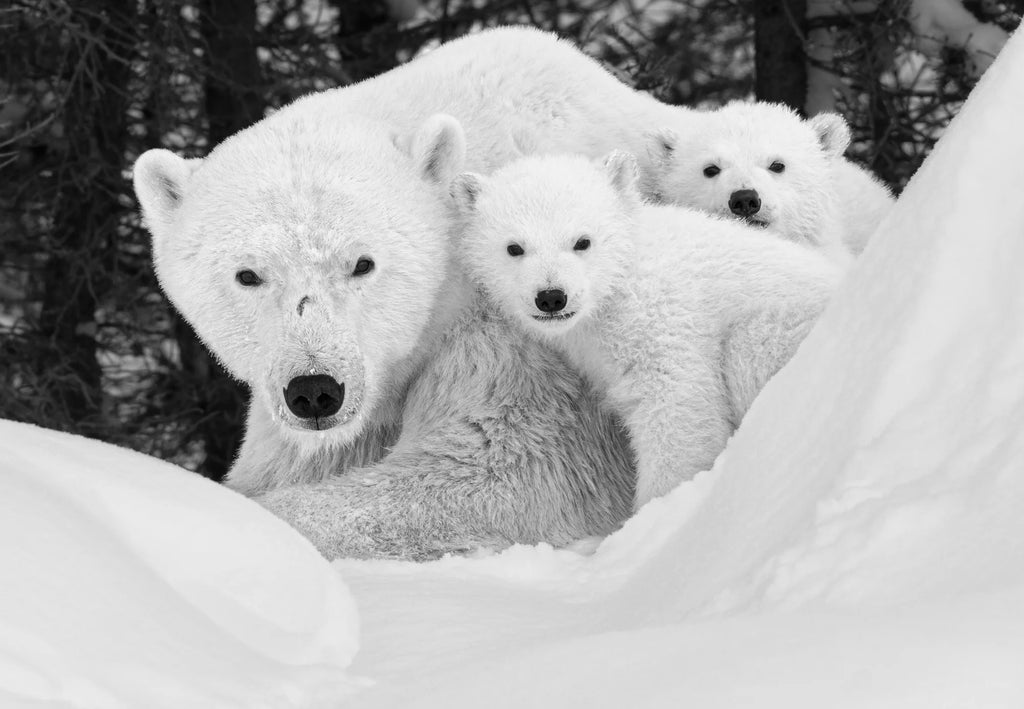A Mother’s Universe, Manitoba, Canada, 2023 – Limited Edition Print by Paul Nicklen – Limited Edition Print.